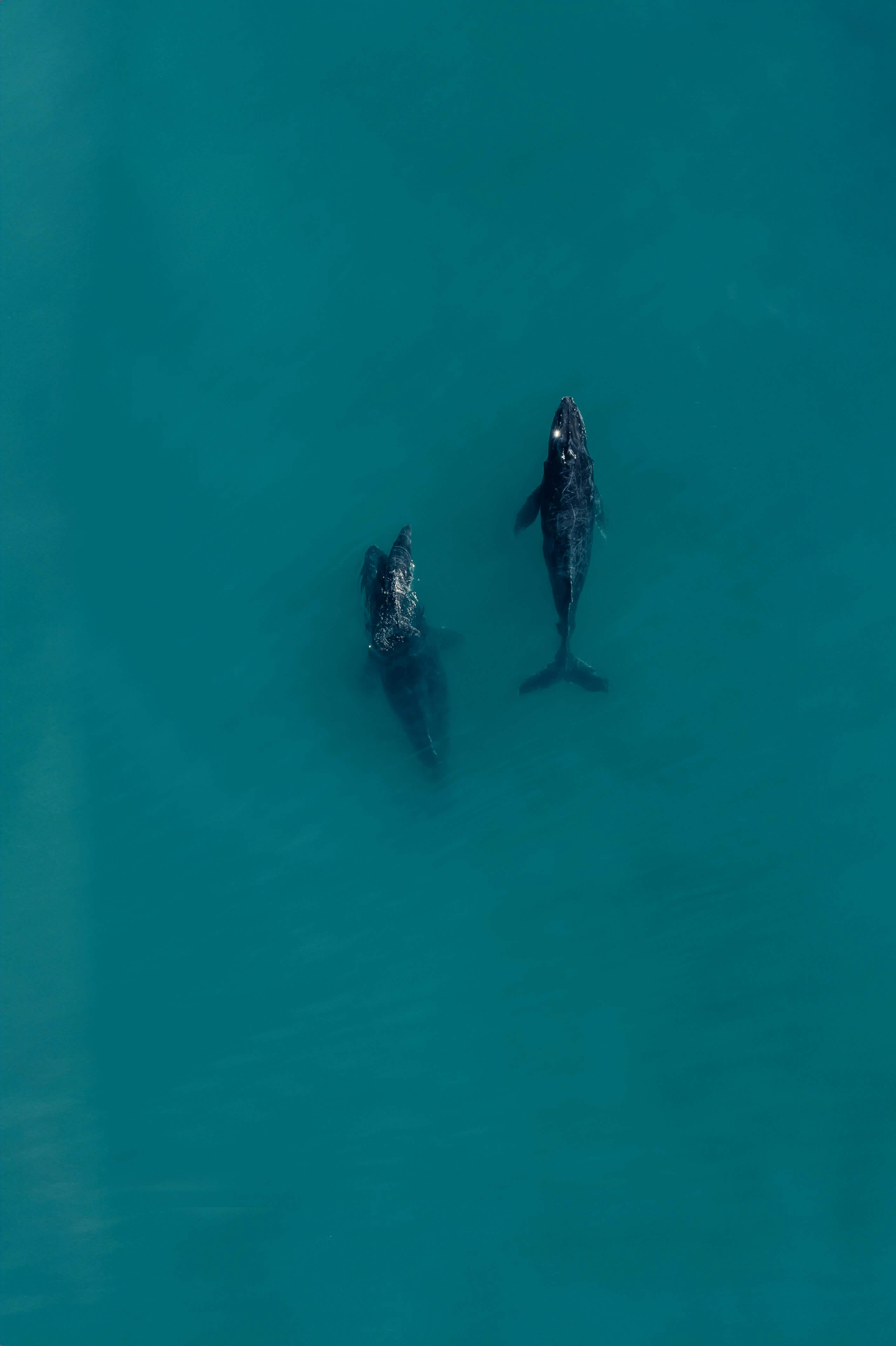 꿈해몽 : 고래 관련(수영, 고래 떼, 공격, 새끼, 하얀 고래, 검은 고래 등)
