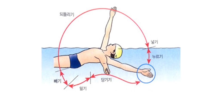 수영 배영 팔돌리기
