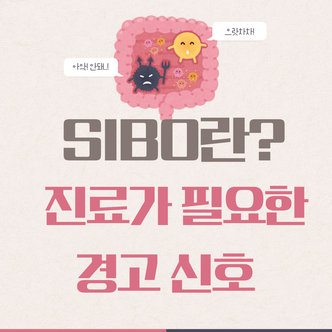 SIBO(소장 세균 과증식)란? 장내세균 불균형과 다른 점 한눈에 + ‘이 증상’이면 진료가 필요한 경고 신호