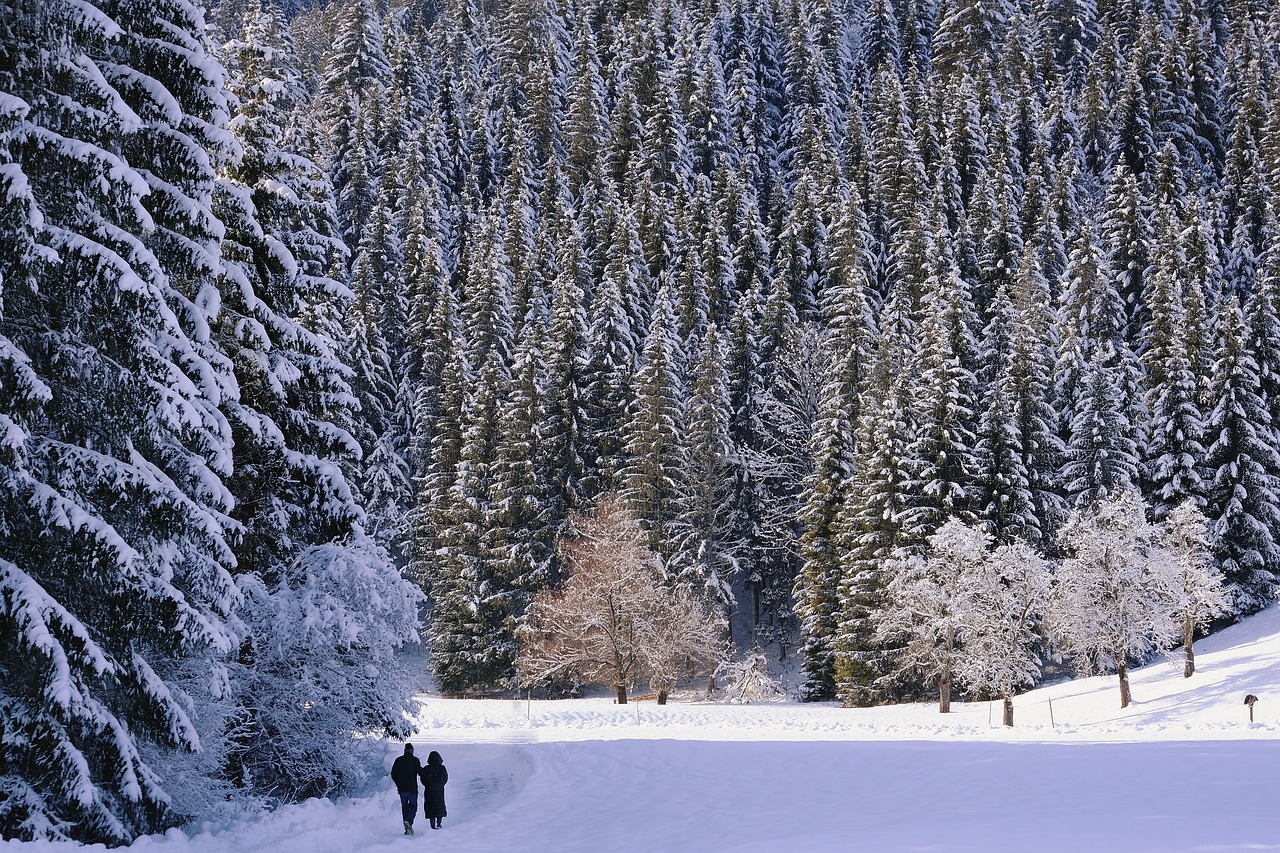 겨울 자연휴양림