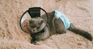 고양이 방광염/출처:어도비스톡