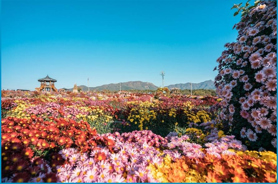 서산국화축제 일정