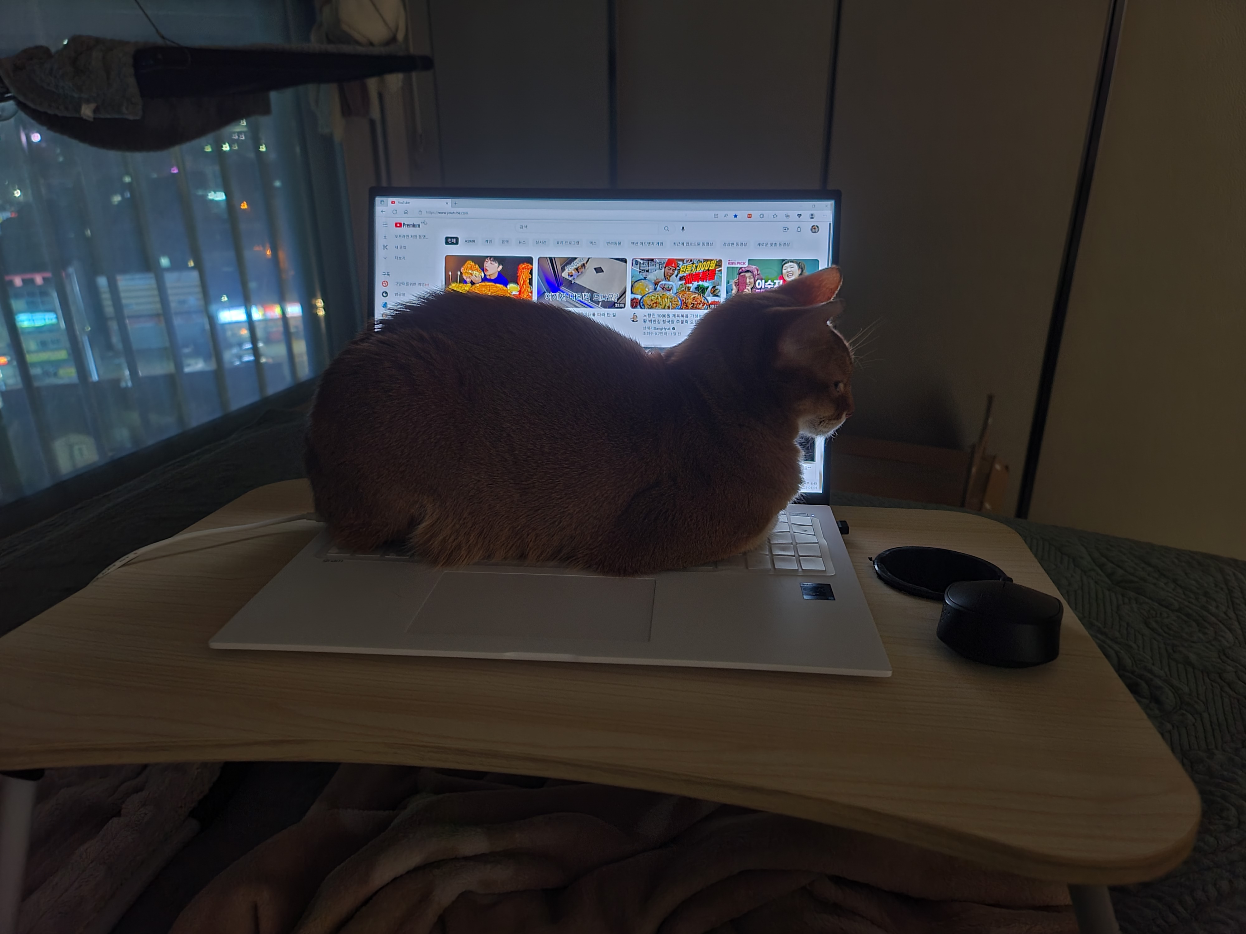 서열1위 아비시니안 루나 모음 (feat.호야)