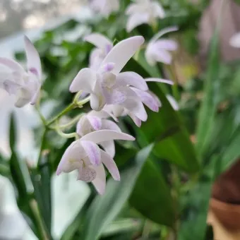 긴기아난 기르는법 꽃피우기 분갈이 물주기 꿀팁_5