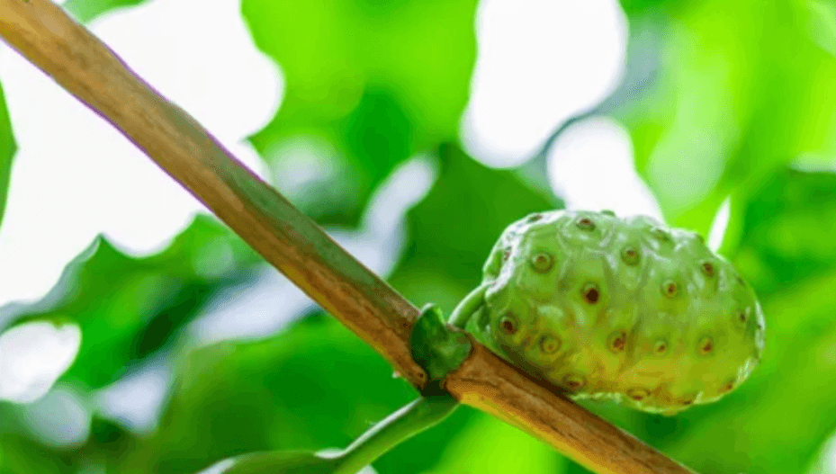 노니과립(분말) 효능 부작용 복용법 및 쥬스(주스) 만들기