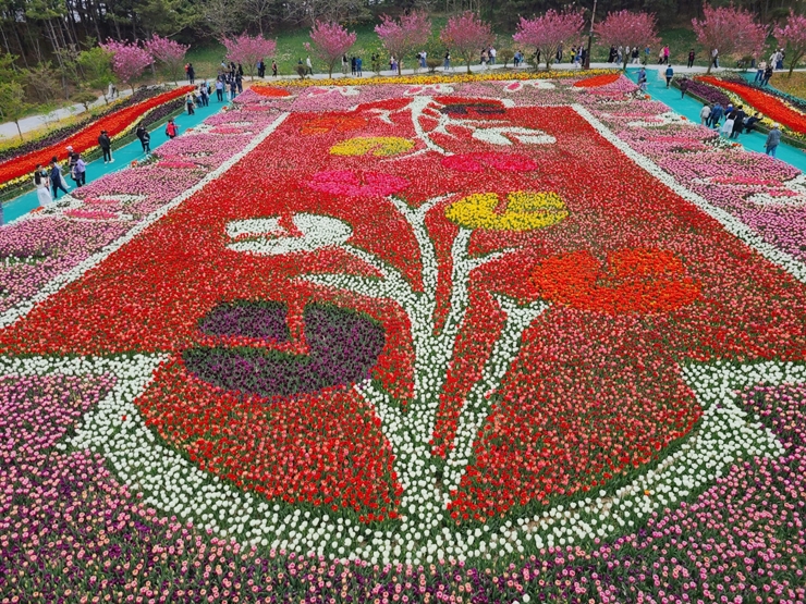 태안 튤립축제