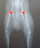 강아지 고관절 이형성증 원인&amp;#44; 예방법 수술 전 확인