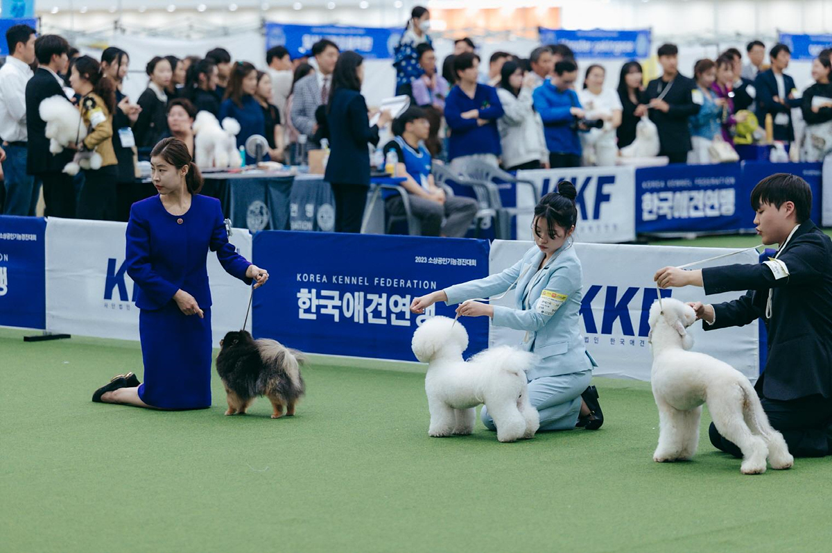 국제도그쇼