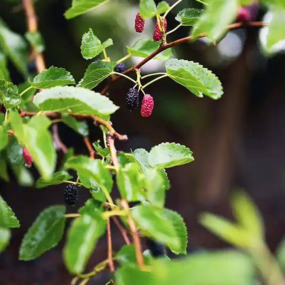 오디 나무에 오디 열매