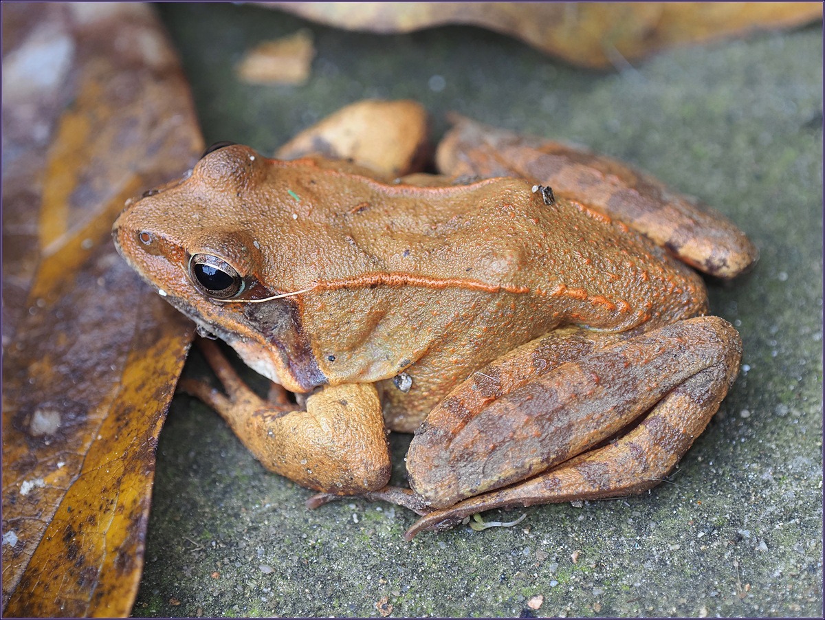 2025 멸종위기 동물|북방산개구리, 봄을 깨우는 논두렁의 수호자