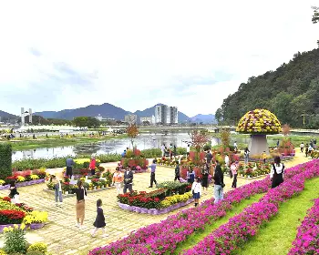 장성 황룡강 가을꽃축제_11