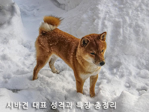 시바견 대표 성격과 특징 총정리