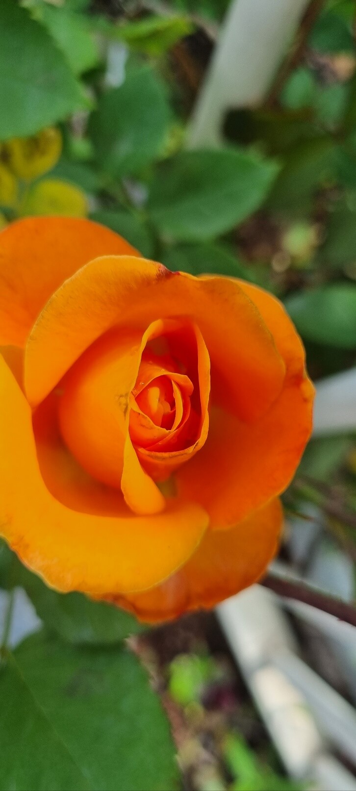 2025 중랑 서울 장미축제 기간 일정 가는길