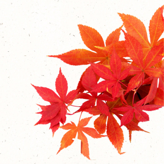 단풍길 따라 피어난 구절초