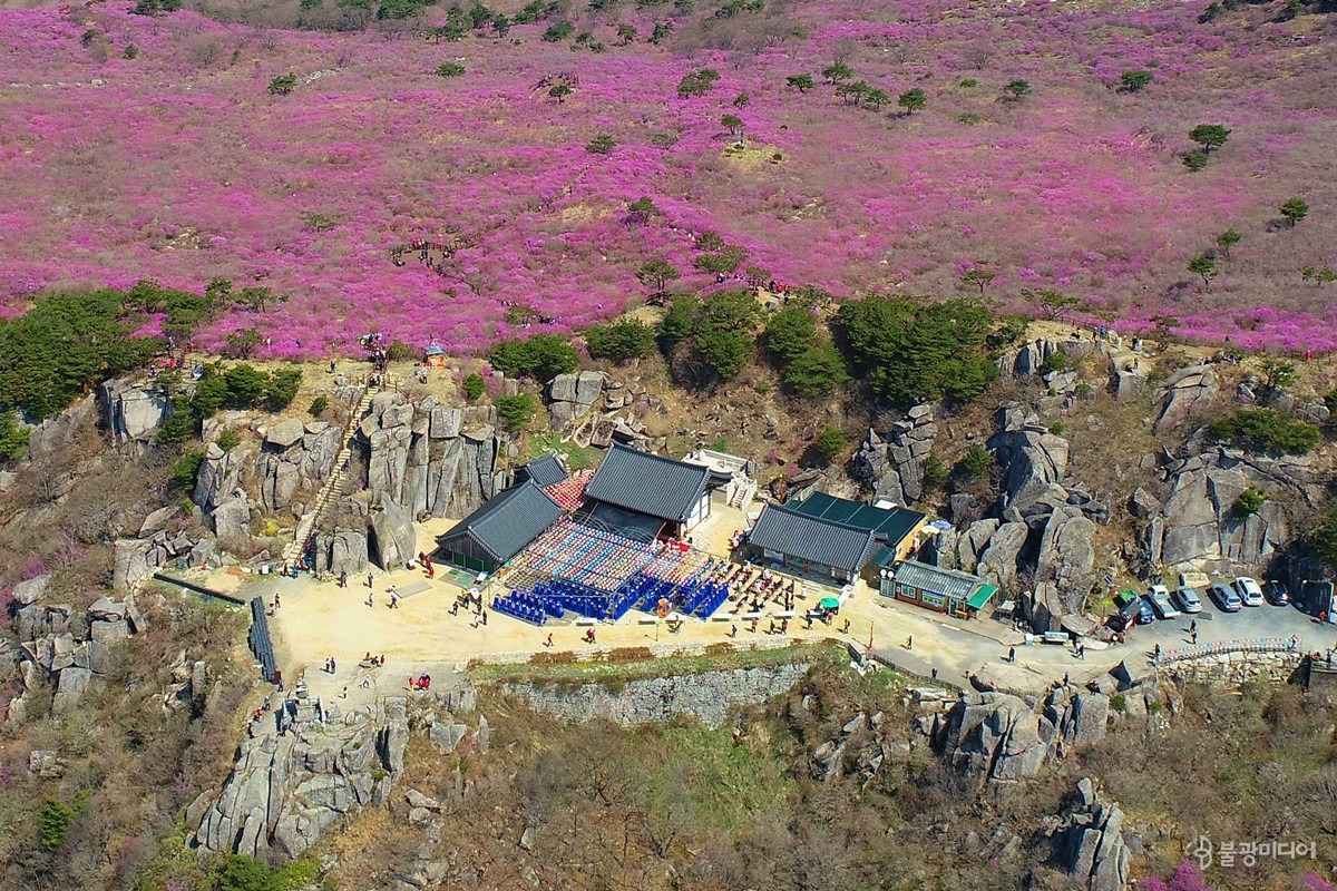 비슬산 참꽃축제