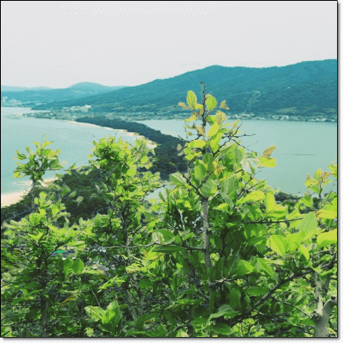 갯대추나무 효능