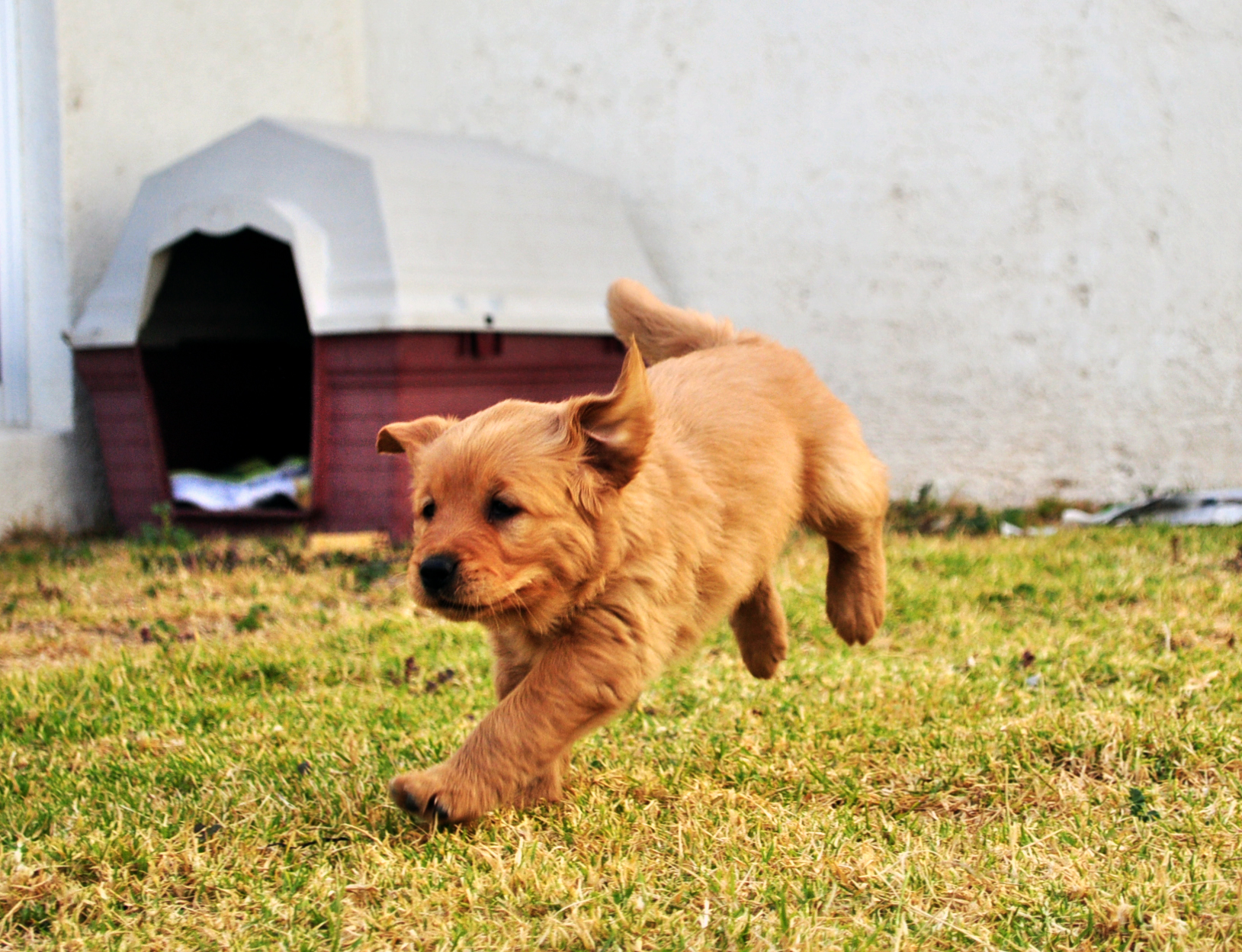 강아지 유산소 운동 관련 사진