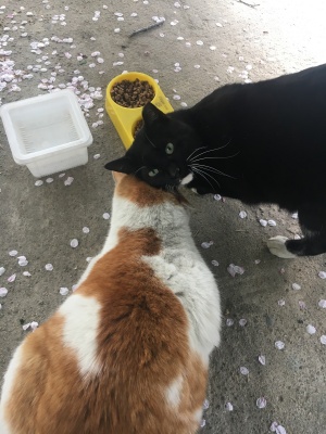 고양이-나쵸-리태-벚꽃과-함께2