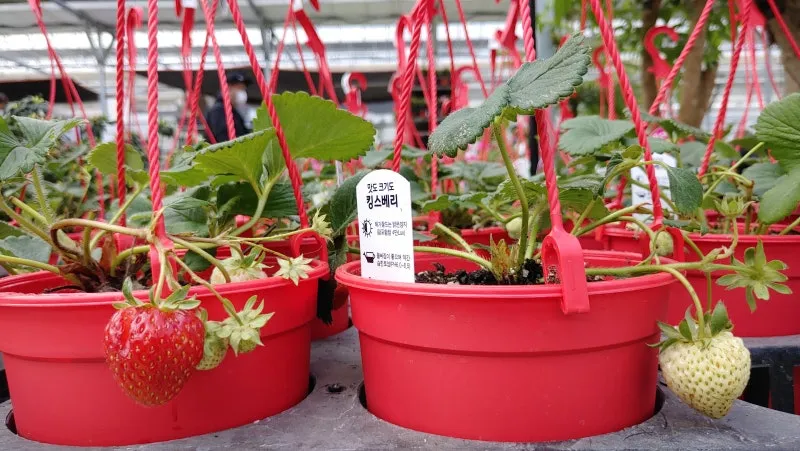 딸기 키우기 물주기 수경재배 비료관리 햇빛배치 실내 재배 팁_1