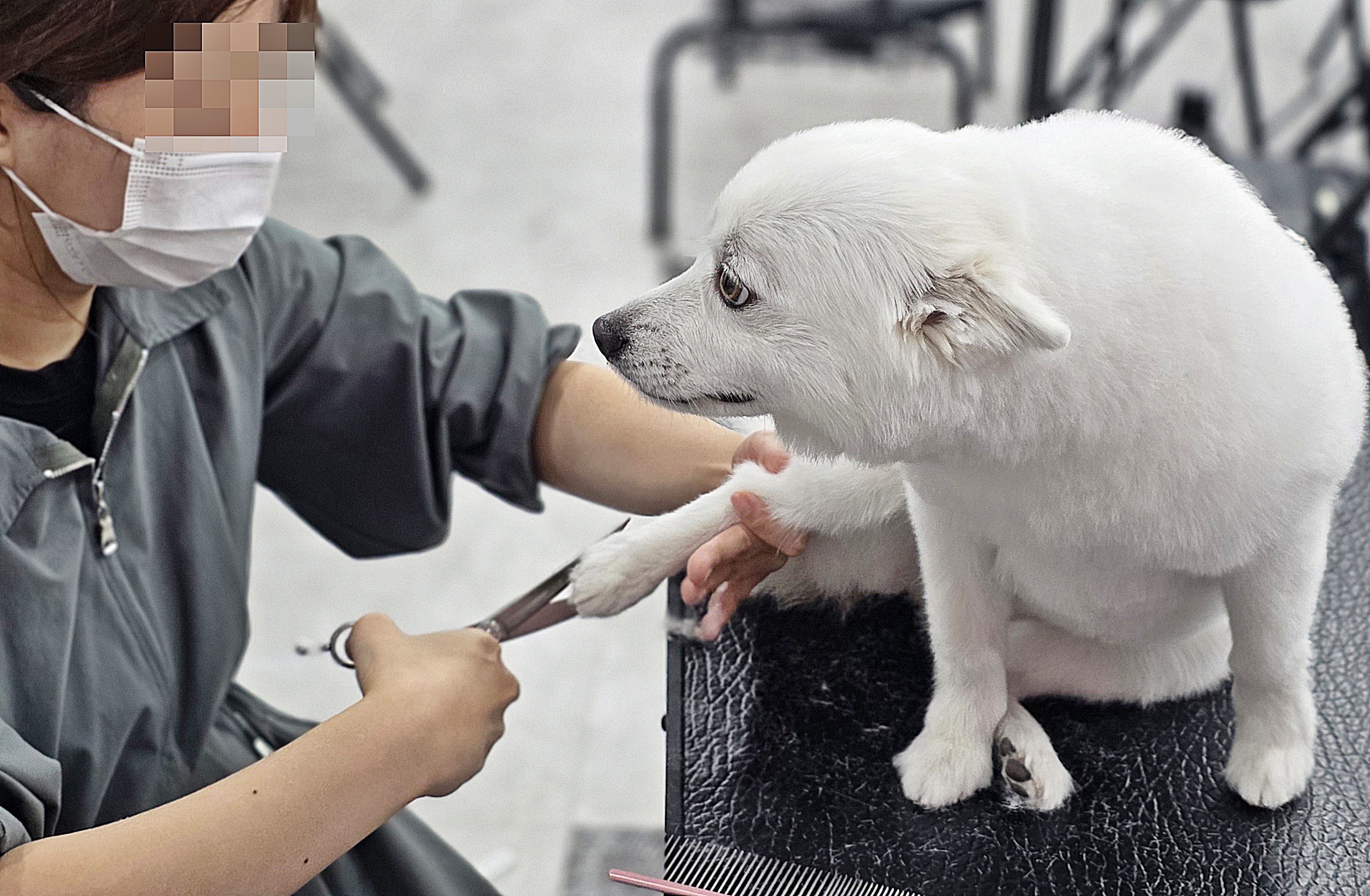 대구강아지미용학원