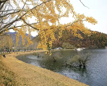 문광저수지 은행나무길_16