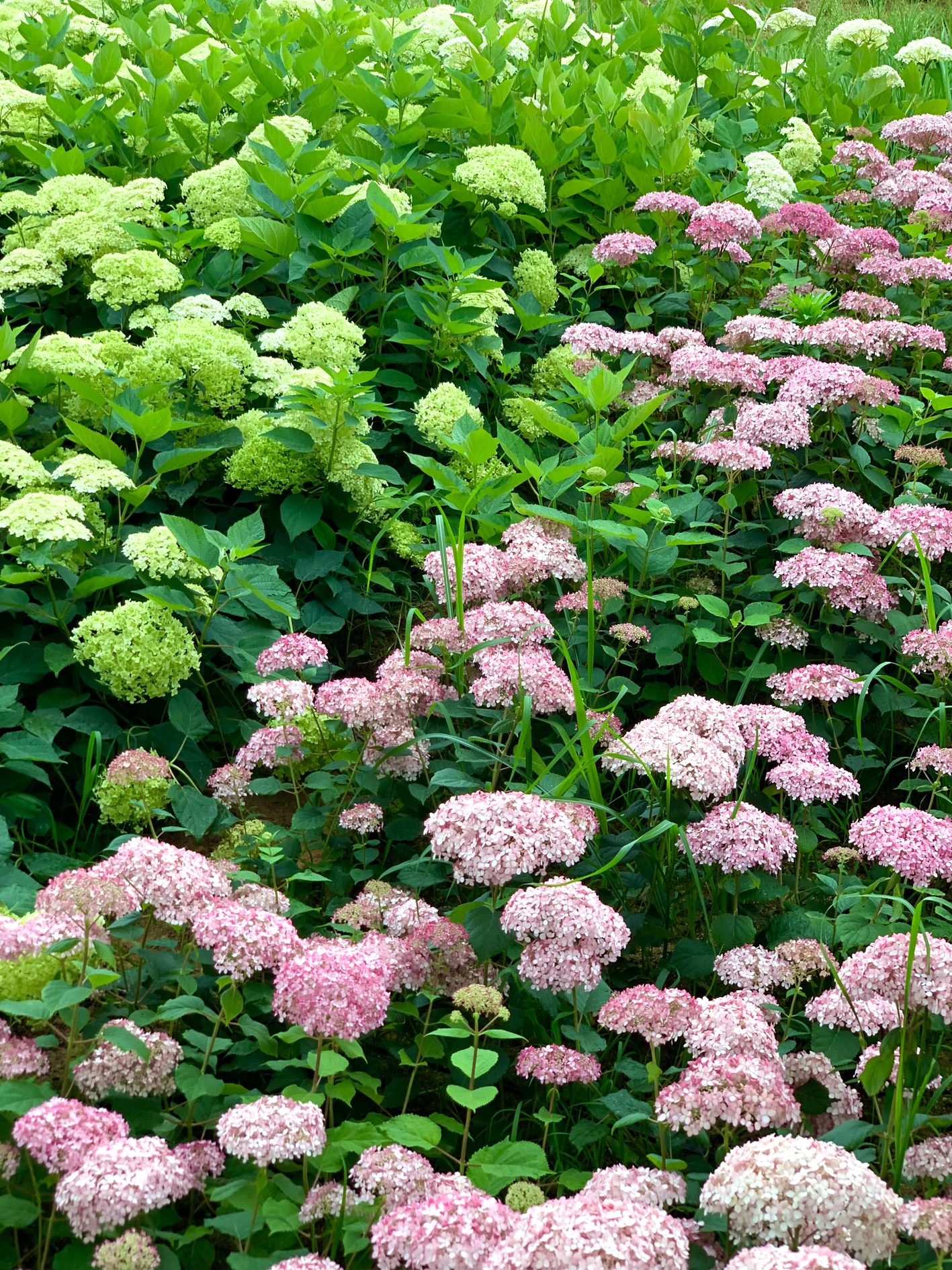 구미다온숲 수국핀 모습입니다.