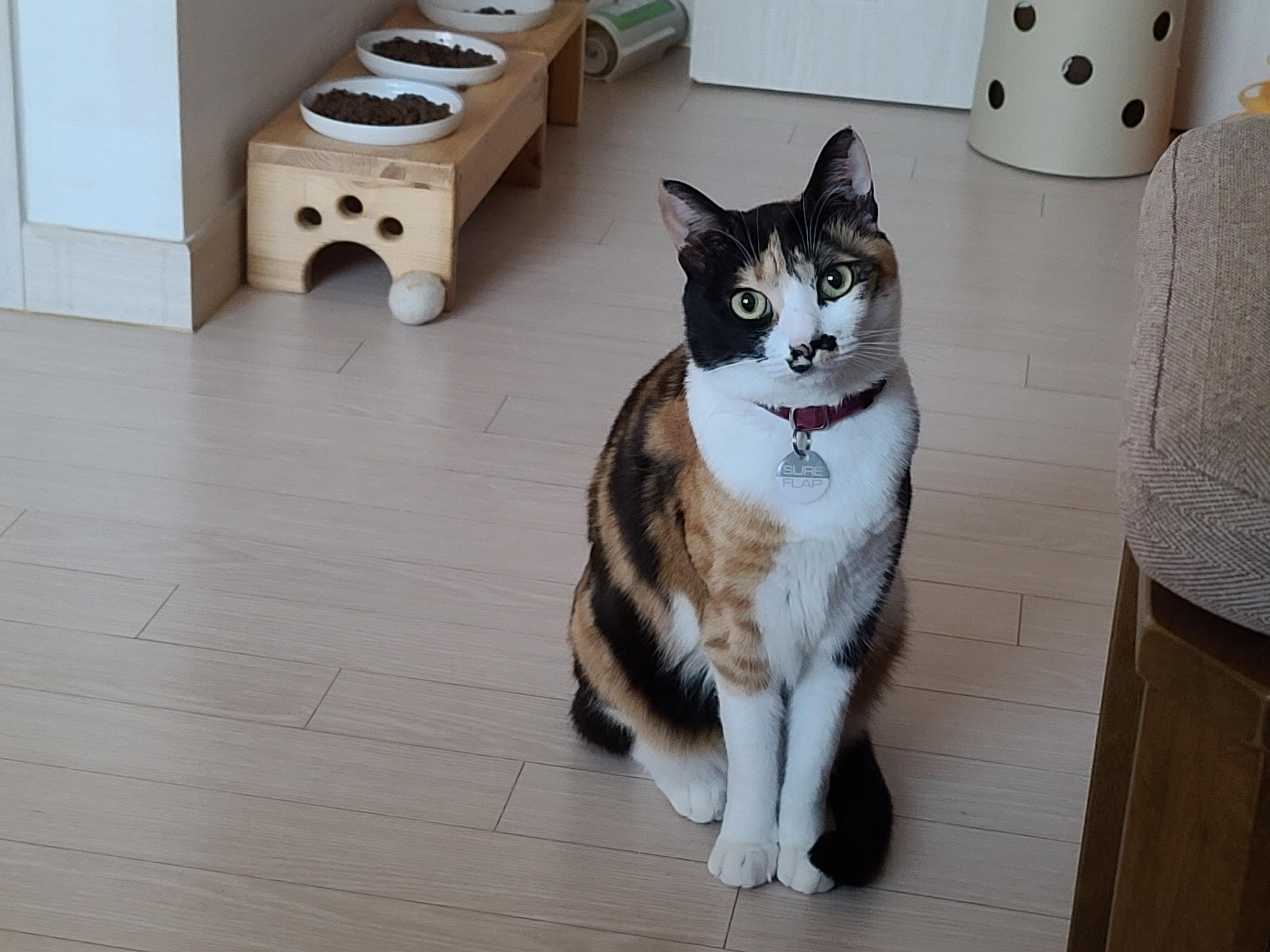 우리집 아홉냥이의 고양이 종류