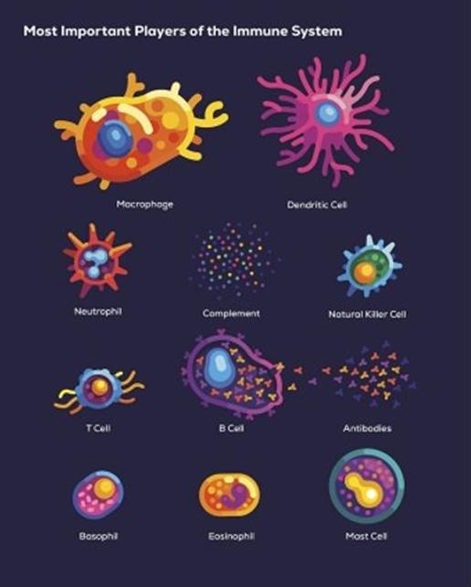 다양한 면역 세포, immune cell 사진