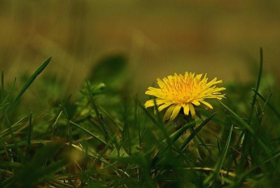 들판에 핀 노란색 민들레꽃