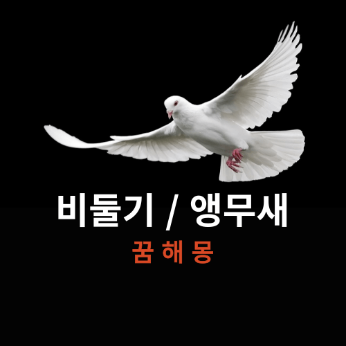 비둘기 앵무새 꿈 해몽 썸네일