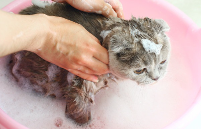 샴푸를 하고 있는 고양이.