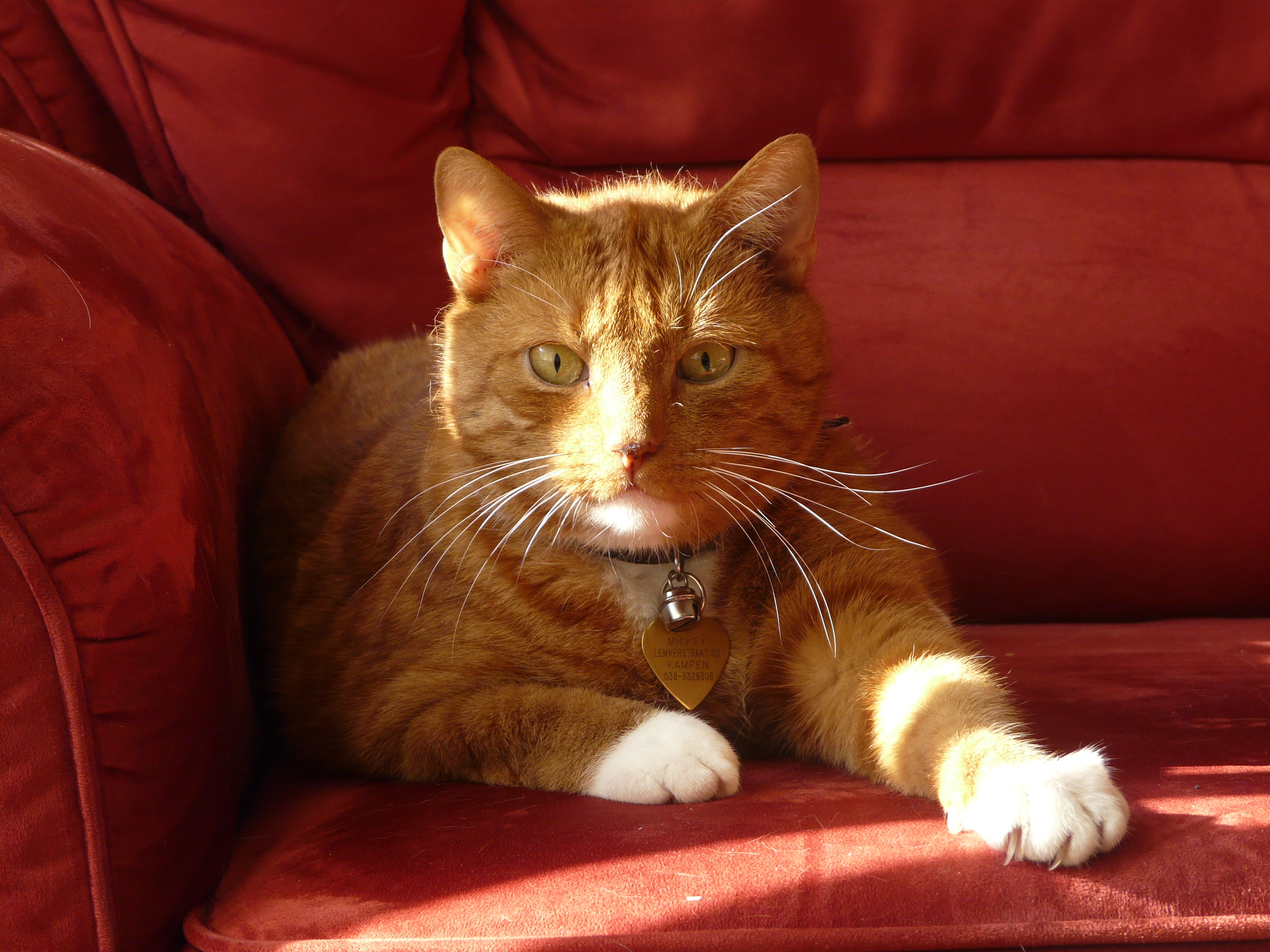 반려동물 재택근무 관련 사진