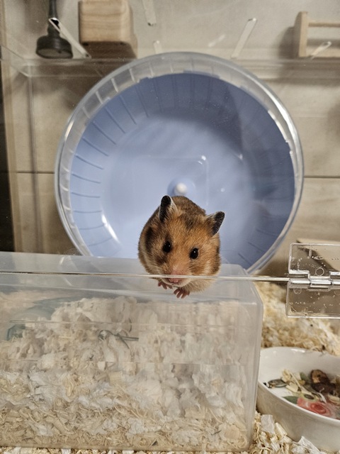 내가 키우는 골든 햄스터 발톱 길이