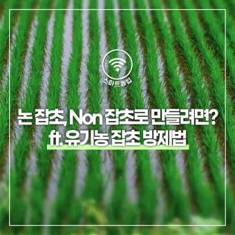 잡초 방제 전략 광폭멀칭 피복재 선발아 겨울관리_22