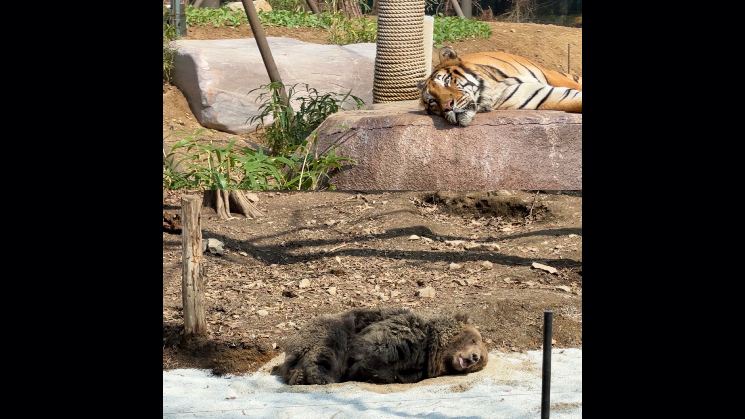 요즘 사파리월드 맹수들은 이런 것도 찍어｜#shorts #사파리월드더와일드 #브이로그