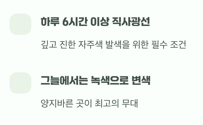 비결 1. 햇볕, 최고의 발색제