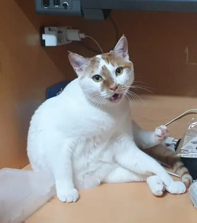 고양이 근육병증