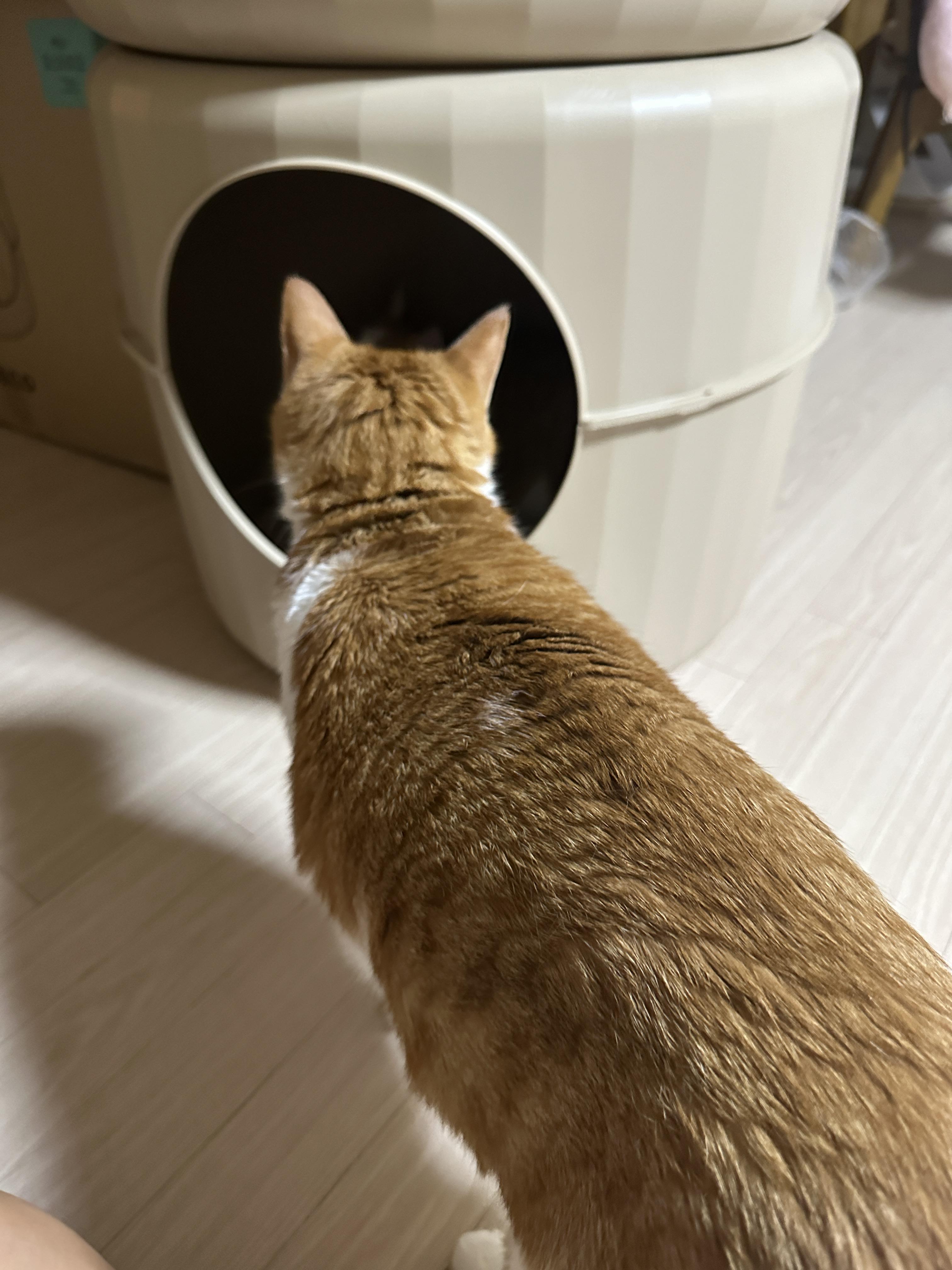 하우스_안을_들여다보는_쫄보_막둥이