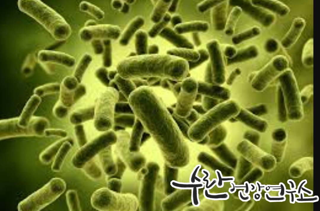 LGG 유산균 효능 부작용