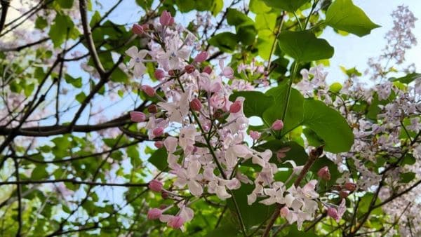 라일락-꽃-피는-개화시기-꽃말-품종-종류