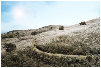 황매산 억새축제