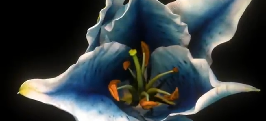 호라이즌: 제로 던