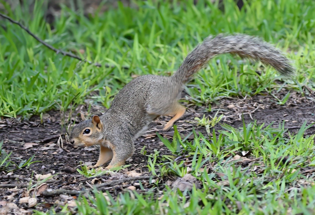 솦속 다람쥐 사진