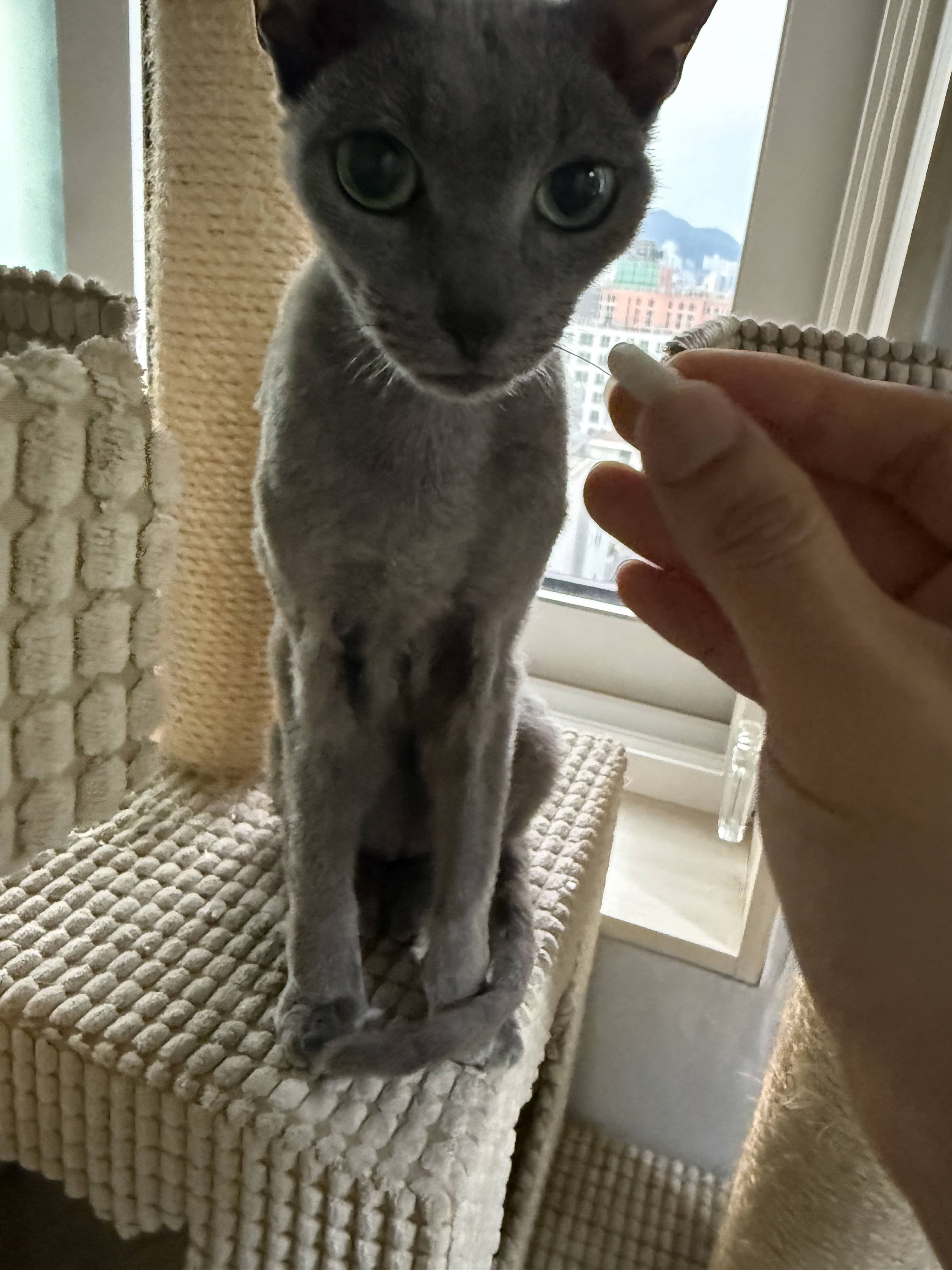 돈내산 후기 반려동물 항암 보조제로 선택한 묘견서 후코이단 367 후기