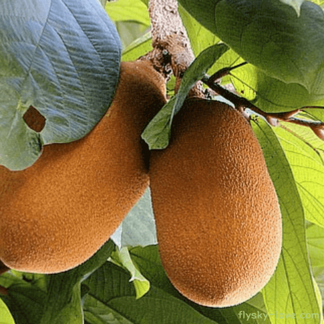 브라질의 건강한 맛 쿠푸아수