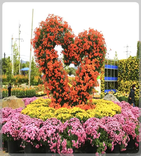 연천 국화축제_2