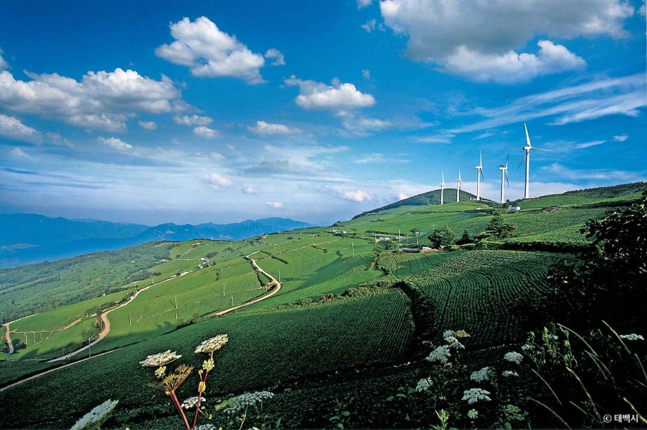 태백 매봉산 바람의언덕