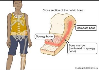 면역 체계의 모든 것 Immune System