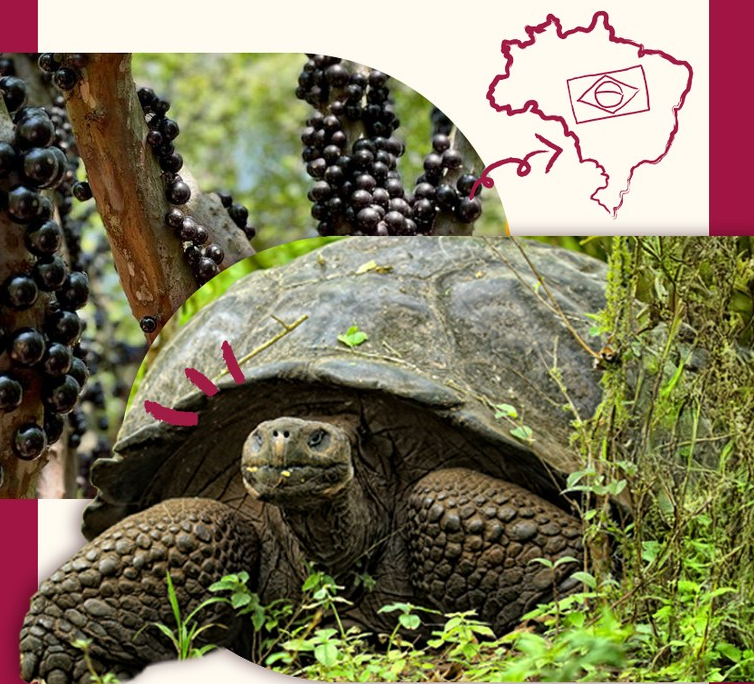 자보티카바 거북이 열매로 유명