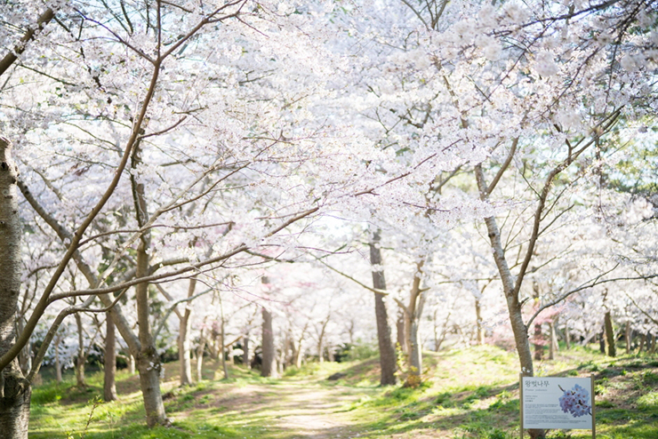 제주 한림공원 왕벚꽃축제